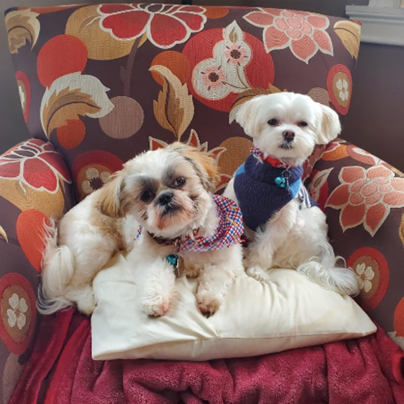 Dogs Rocco and Benny, puppy mascots for Northern Comfort Heating and Cooling in Rochester and Walworth, NY