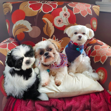 RoccoBennygabe (1) Dogs Rocco and Benny, puppy mascots for Northern Comfort Heating and Cooling in Rochester and Walworth, NY